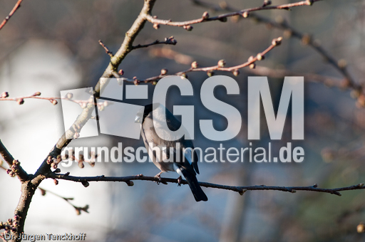 Gimpel (40 von 40).jpg